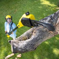 Best Tree Removal  in Monte Alto, TX