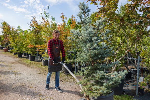  Monte Alto, TX Tree Services Pros